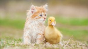 دوستی بین حیوانات برای ما شگفتی آور است